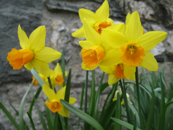 ty mawr cottage